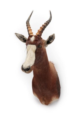 Lot 170 - Taxidermy: Blesbok (Damaliscus phillipsi), circa late 20th century, high quality shoulder mount...