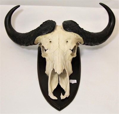 Lot 171 - Antlers/Horns: Cape Buffalo (Syncerus caffer), circa late 20th century, adult horns on cut...