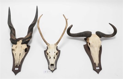 Lot 172 - Antlers/Horns: African Hunting Trophies, circa late 20th century, a pair of East African Eland...