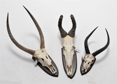 Lot 173 - Antlers/Horns: African Hunting Trophies, circa late 20th century, a pair of Ellipsen Waterbuck...