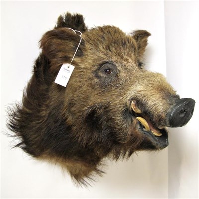 Lot 176 - Taxidermy: European Wild Boar (Sus scrofa), circa late 20th century, large high quality...