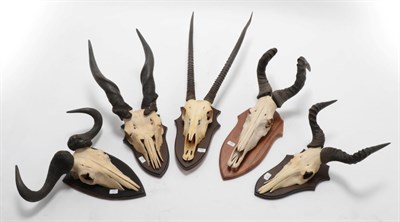 Lot 177 - Antlers/Horns: African Hunting Trophies, circa 2005, a collection of hunting trophies to...