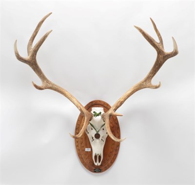 Lot 181 - Antlers/Horns: European Red Deer (Cervus elaphus), circa 1991, Tottenham House, Wiltshire,...