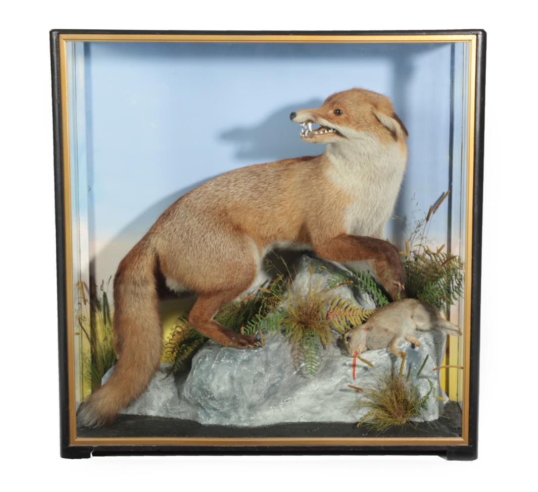 Lot 183 - Taxidermy: European Red Fox Diorama (Vulpes vulpes), by James Hutchings, of Aberystwyth, a full...