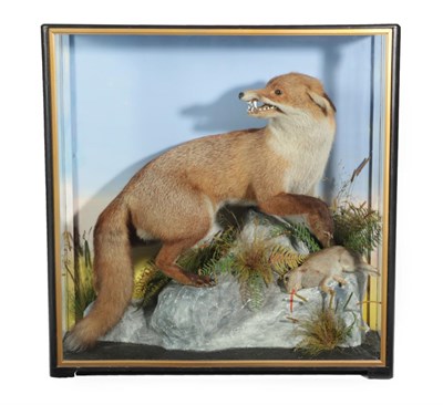 Lot 183 - Taxidermy: European Red Fox Diorama (Vulpes vulpes), by James Hutchings, of Aberystwyth, a full...