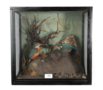 Lot 186 - Taxidermy: A Cased Pair of European Kingfishers (Alcedo athis), circa 1892, by L.L. Hope, 21...