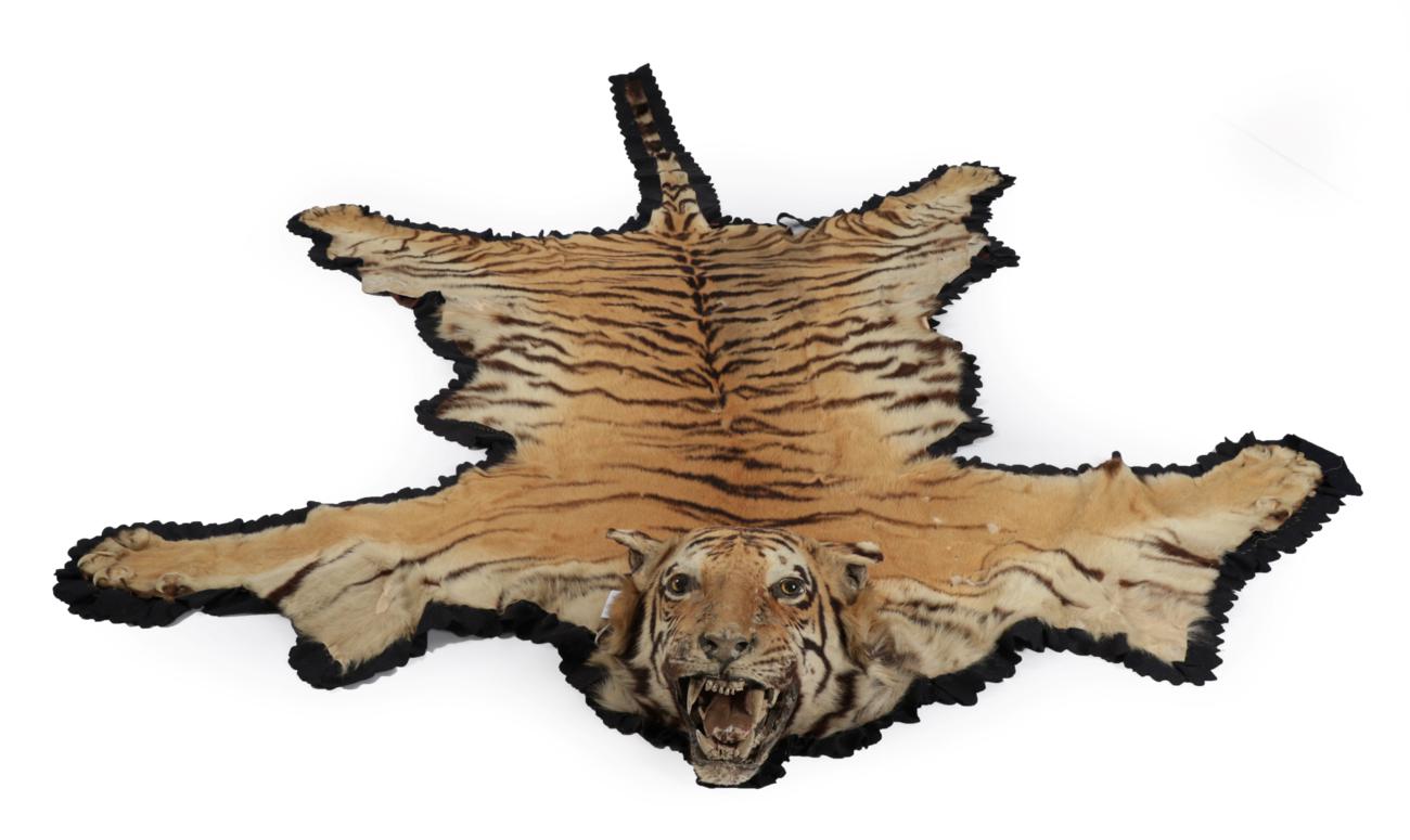 Lot 187 - Taxidermy: Indian Tiger Skin (Panthera tigris tigris), circa 1900, male skin rug with large...