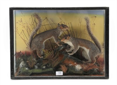 Lot 188 - Taxidermy: A Late Victorian Cased Pair of Grey Squirrels (Sciurus carolinensis), by Edward Fortnum