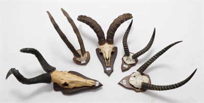 Lot 189 - Antlers/Horns: African and European Hunting Trophy Horns, circa late 20th century, a collection...