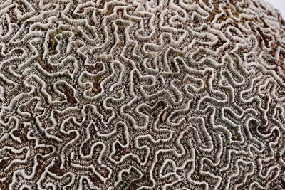 Lot 190 - Natural History: A Large Antique Brain Coral Specimen (Pseudodiploria strigosa), circa...