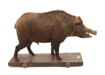 Lot 191 - Taxidermy: European Wild Boar (Sus scrofa), circa 1897, a large full mount boar, looking...