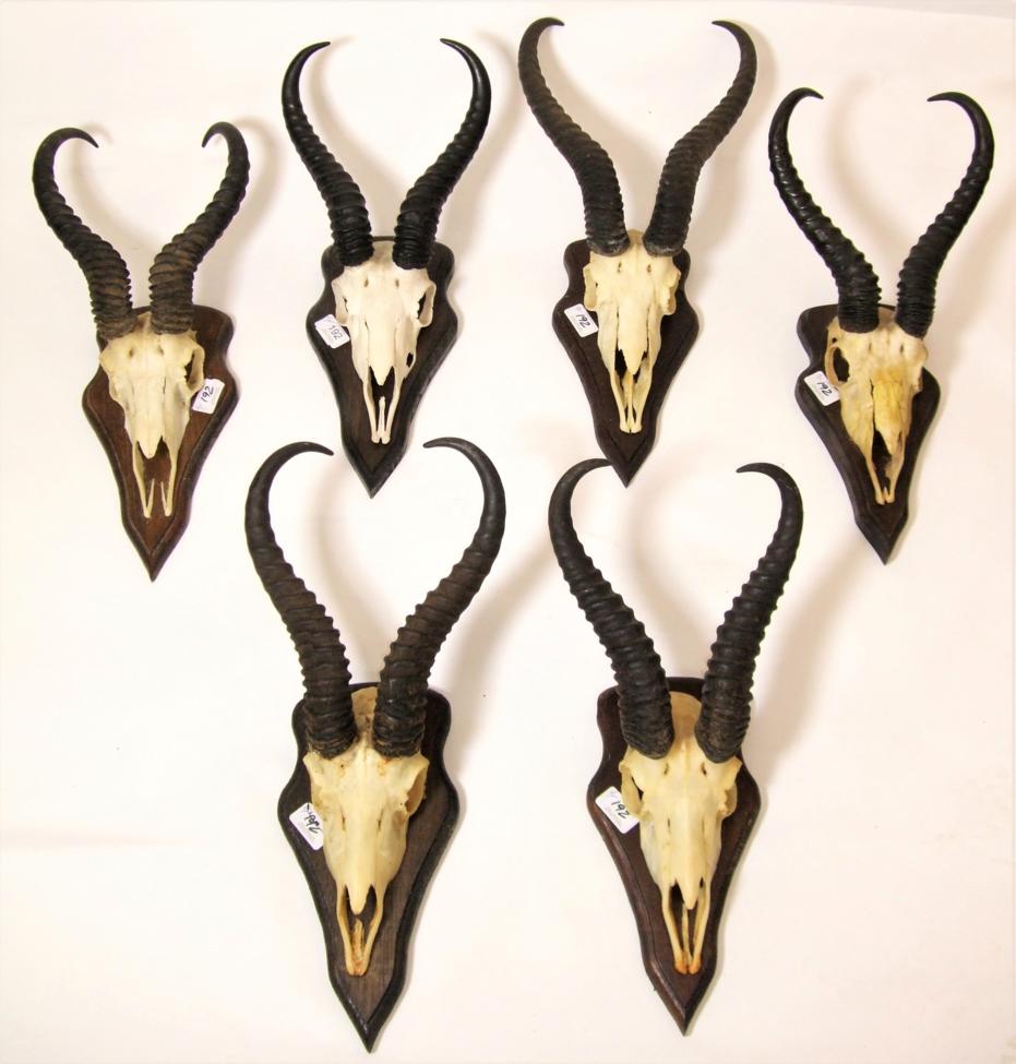 Lot 192 - Antlers/Horns: South African Springbok (Antidorcas marsupialis), circa 1983-1994, six sets of adult