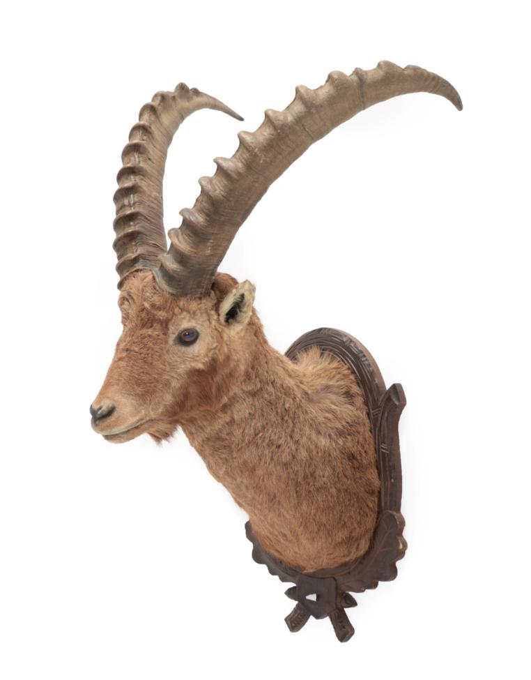 Lot 193 - Taxidermy: Alpine Ibex (Capra ibex), circa late 20th century, adult male shoulder mount,...
