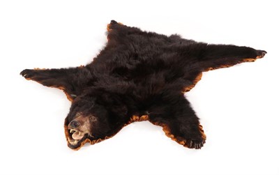 Lot 196 - Taxidermy: North American Black Bear Skin Rug (Ursus americanus), circa 1960-1970, a juvenile...