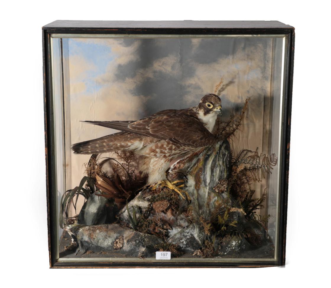 Lot 197 - Taxidermy: A Late Victorian Cased Peregrine Falcon (Falco peregrinus), circa 1880-1900, a full...