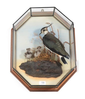 Lot 198 - Taxidermy: A Wall Cased Northern Lapwing with Chicks (Vanellus vanellus), modern, by Graham...