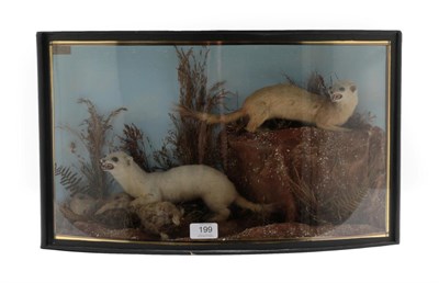 Lot 199 - Taxidermy: A Cased Pair of Ermine (Mustela erminea), by John Cooper & Sons, 28 Radnor Street,...