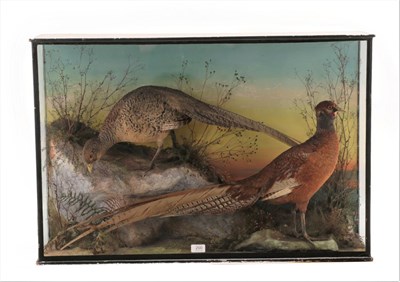 Lot 200 - Taxidermy: A Victorian Cased Pair of Hybrid Pheasants (Phasianinae), by James Gardner, 426...