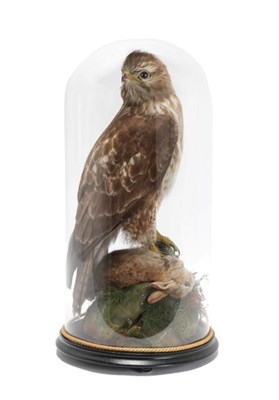 Lot 201 - Taxidermy: Common Buzzard (Buteo buteo), circa early 20th century, full mount adult with head...