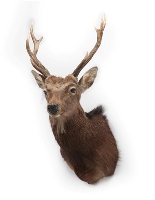 Lot 202 - Taxidermy: Sika Deer (Cervus nippon), modern, by George C. Jamieson, Edinburgh, Scotland,...
