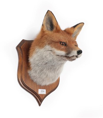Lot 204 - Taxidermy: European Red Fox Mask (Vulpes vulpes), modern, by George C. Jamieson, Edinburgh,...