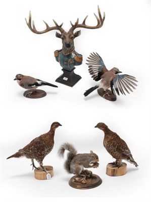 Lot 205 - Taxidermy: Countryside Birds and Animals, modern, by George C. Jamieson, Edinburgh, Scotland,...
