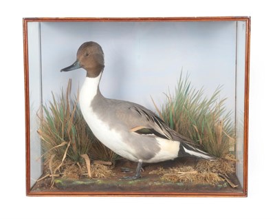 Lot 207 - Taxidermy: A Cased Northern Pintail Duck (Anas acuta), by E.C. Saunders, Naturalist &...