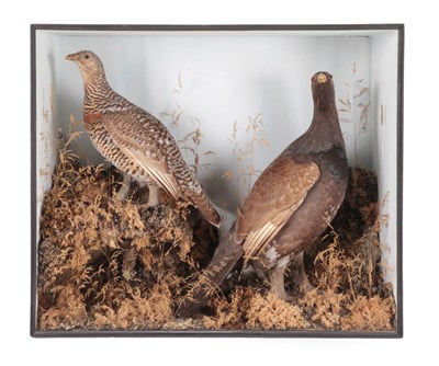 Lot 209 - Taxidermy: A Large Cased Pair of European Western Capercaillie (Tetrao urogallus), circa 1900,...