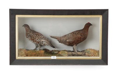 Lot 211 - Taxidermy: A Wall Cased Pair of Red Grouse (Lagopus lagopus scotica), circa 1890-1900, a pair...