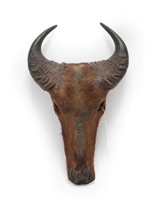 Lot 214 - Taxidermy: Central African Forest Buffalo (Syncerus nanus), circa late 20th century, adult...