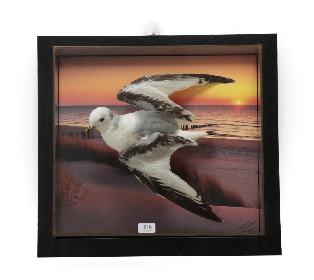 Lot 216 - Taxidermy: A Wall Cased Black-Legged Kittiwake (Rissa tridactyla), circa 2013, by A.J....