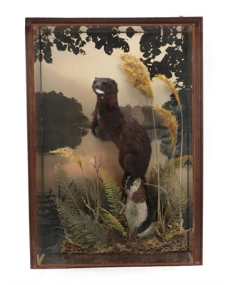 Lot 217 - Taxidermy: A Large Wall Cased European Mink (Mustela lutreola), circa 2019, by A.J. Armitstead,...