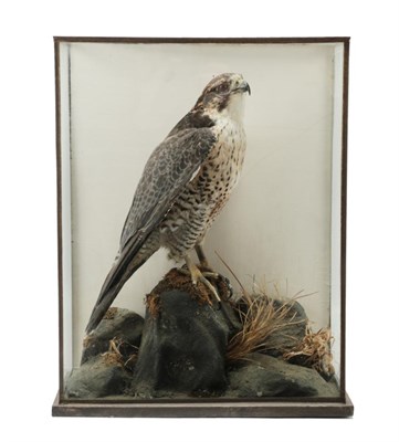 Lot 218 - Taxidermy: A Cased Shaheen Falcon (Falco peregrinus peregrinator), circa mid-late 20th century,...