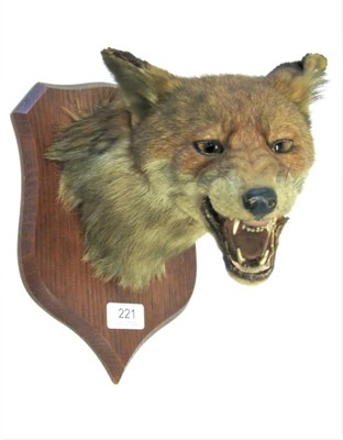 Lot 221 - Taxidermy: Red Fox Mask (Vulpes vulpes), circa 1920, by Peter Spicer & Sons, Taxidermists,...