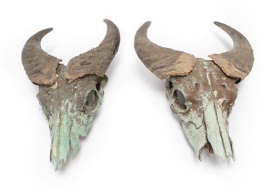 Lot 225 - Antlers/Horns: Two Pairs of Forest Buffalo Horns on Skulls (Syncerus nanus), circa late 20th...