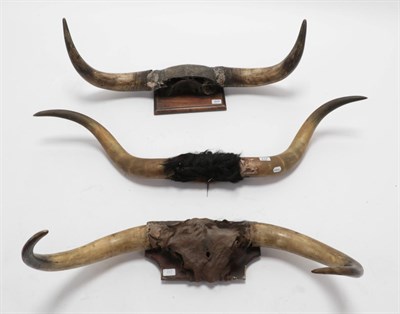 Lot 227 - Antlers/Horns: Three Sets of Cattle/Steer Horns, circa late 19th century, to include - a set of...