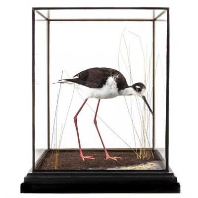 Lot 228 - Taxidermy: A Cased Black-Winged Stilt, modern, a full mount adult male, stood upon soil covered...