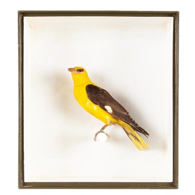Lot 229 - Taxidermy: A Cased Eurasian Golden Oriole (Oriolus oriolus), circa 21st century, a full mount adult