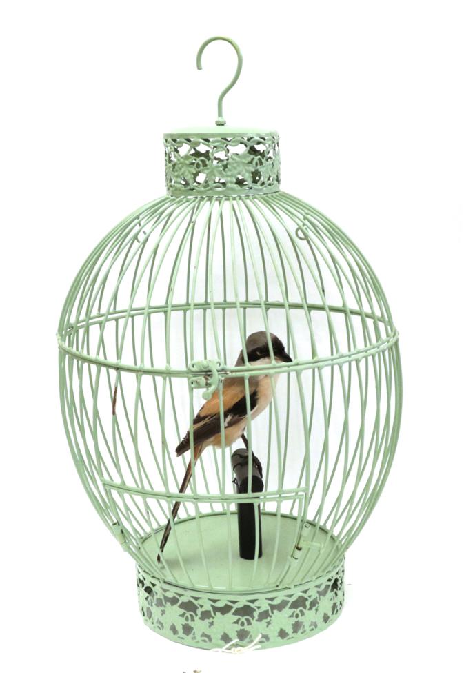 Lot 230 - Taxidermy: A Caged Long-Tailed Shrike (Lanius schach), circa 2019, by Adrian Johnstone,...