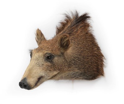 Lot 234 - Taxidermy: Juvenile European Wild Boar (Sus scrofa), circa late 20th century, shoulder mount...