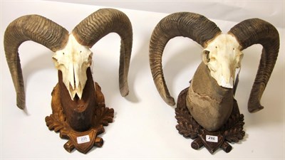 Lot 235 - Antlers/Horns: European Mouflon (Ovis aries musimon), circa late 20th century, two sets of 4...