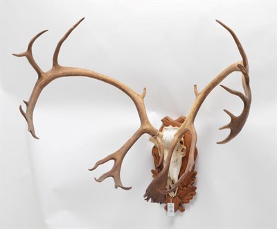 Lot 236 - Antlers/Horns: Barron-Ground Caribou (Rangifer tarandus groenlandicus), circa late 20th...