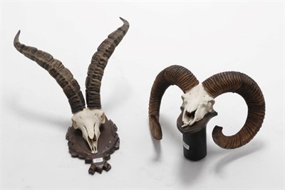 Lot 237 - Antlers/Horns: Western Spanish Ibex Horns (Capra pyrenaica victoriae), circa late 20th century,...