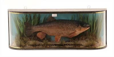 Lot 239 - Taxidermy: A Cased Chub (Squalius cephalus), circa 2002, by A.J. Hall, Naturalist, 12 Helmsdale...