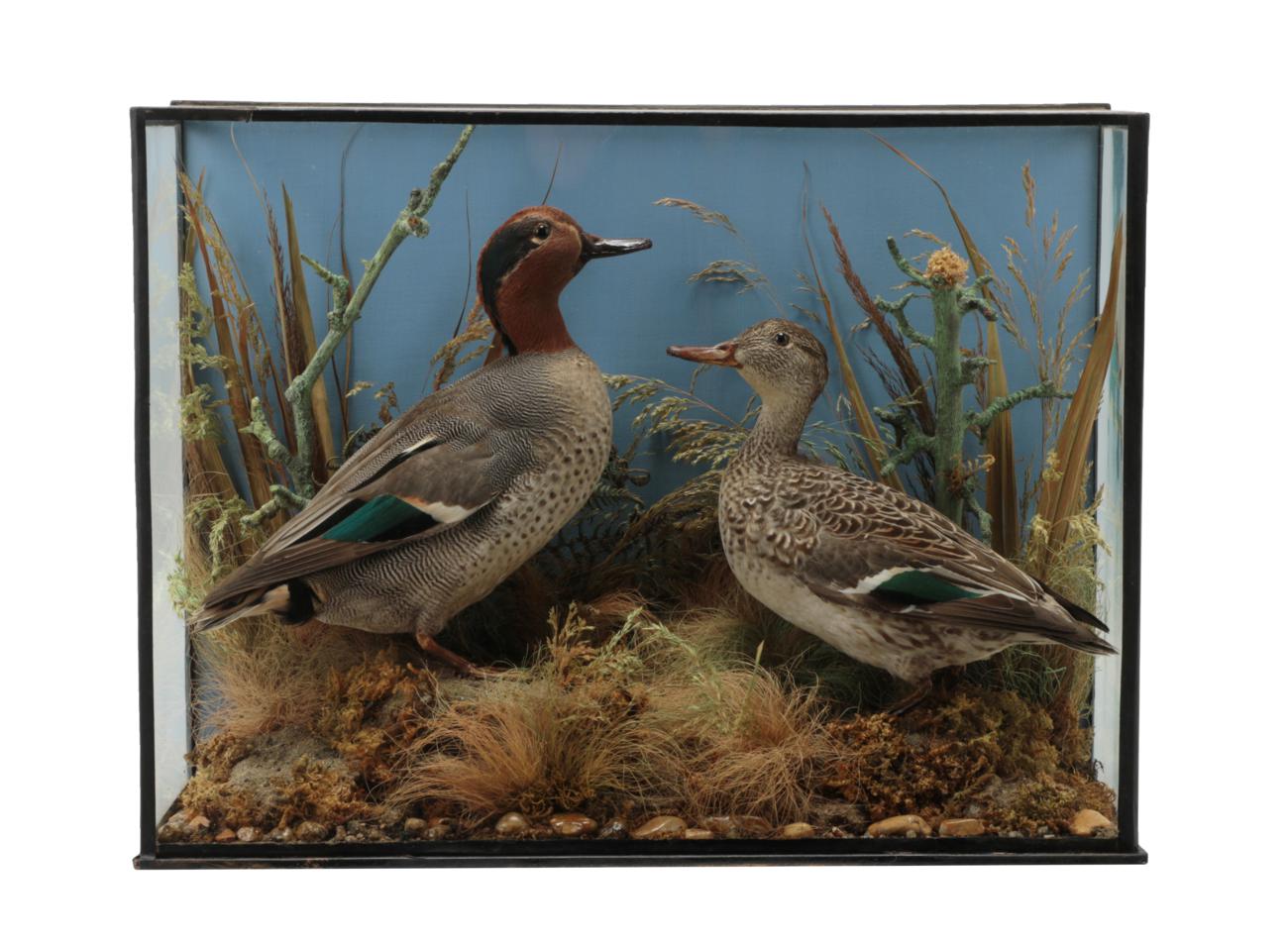 Lot 241 - Taxidermy: A Late Victorian Cased Pair of Eurasian Teal (Anas crecca), by H.T. Shopland, Carver...