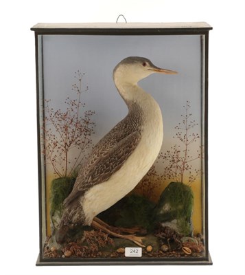 Lot 242 - Taxidermy: A Late Victorian Cased Red-Throated Diver (Gavia stellata), attributed to Walter...