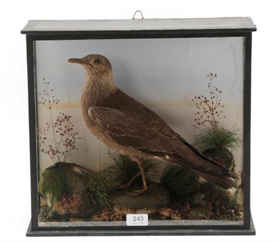 Lot 243 - Taxidermy: A Late Victorian Cased Arctic Skua (Stercorarius parasiticus), attributed to Walter...