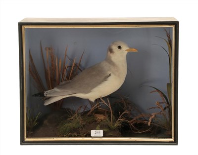 Lot 244 - Taxidermy: A Late Victorian Cased Red-Legged Kittiwake (Rissa brevirostris), a full mount adult...