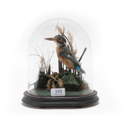 Lot 245 - Taxidermy: A Victorian European Kingfisher (Alcedo athis), a full mount adult perched upon a...