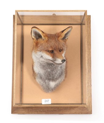 Lot 247 - Taxidermy: A Cased Red Fox Mask (Vulpes vulpes), circa 2016, by Tony Armitstead, Taxidermist &...